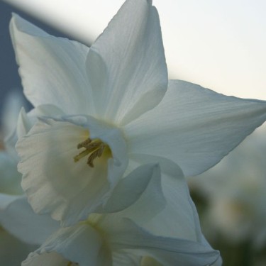 Narcissus 'Arish Mell'