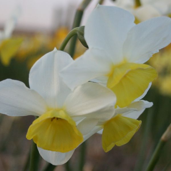 Narcissus 'Merry Bells'