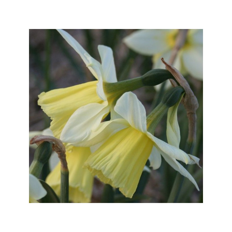 Narcissus 'Johanna' Narcissus 'Johanna'