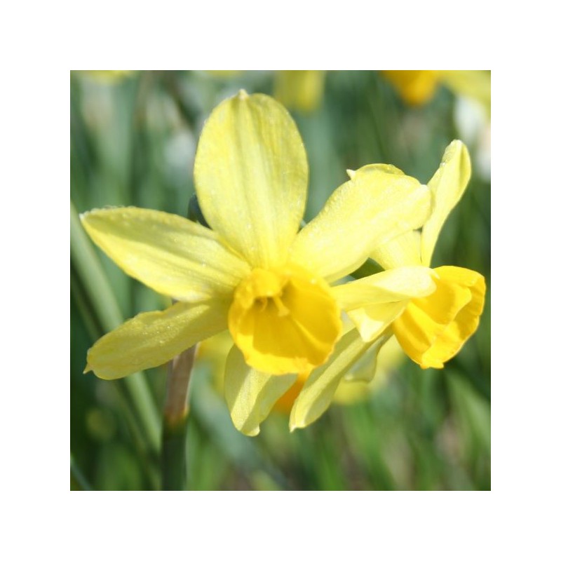 Narcissus 'Rosedown' Narcissus 'Rosedown'