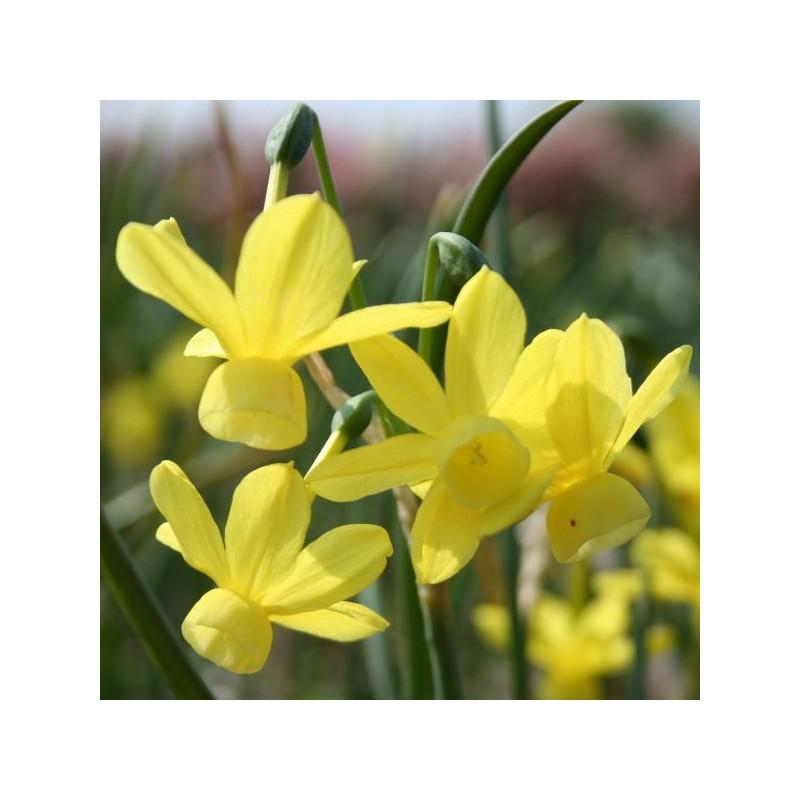 Narcissus 'April Tears' Narcissus 'April Tears'