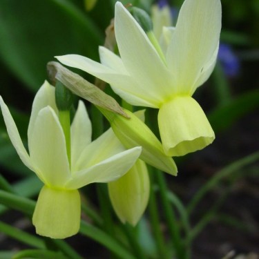 Narcissus 'Chipper' Narcissus 'Chipper'