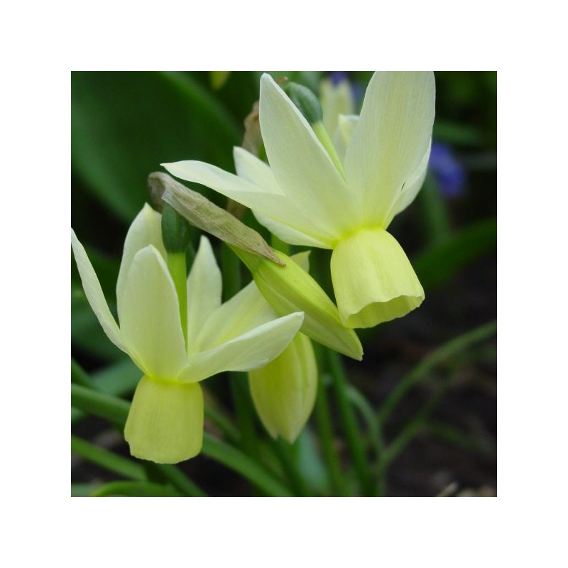 Narcissus 'Chipper' Narcissus 'Chipper'