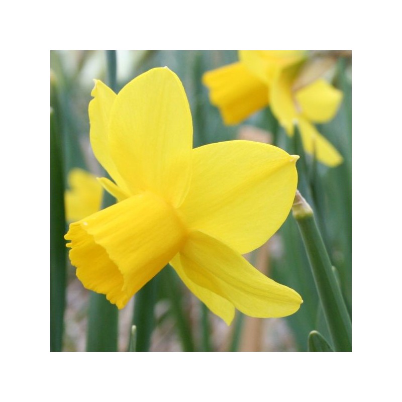 Narcissus 'Elfin Gold' Narcissus 'Elfin Gold'