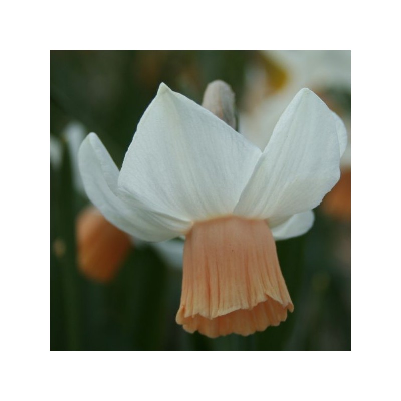 Narcissus 'Tiger Moth' Narcissus 'Tiger Moth'