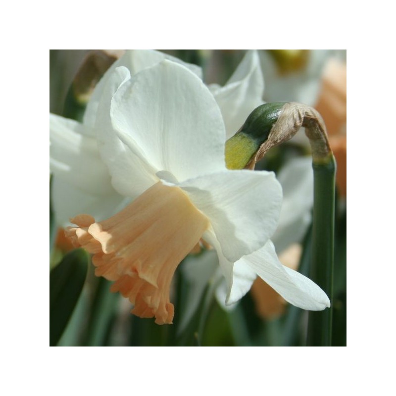 Narcissus 'Waif' Narcissus 'Waif'