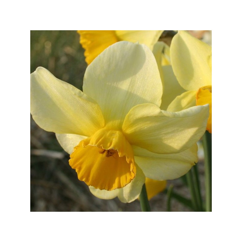Narcissus 'Larkelly' Narcissus 'Larkelly'