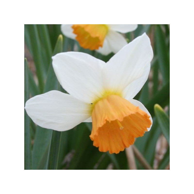 Narcissus 'Penril' Narcissus 'Penril'