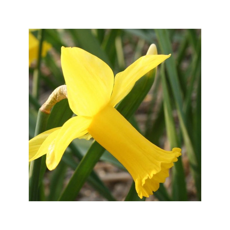 Narcissus 'Baby doll' Narcissus 'Baby doll'