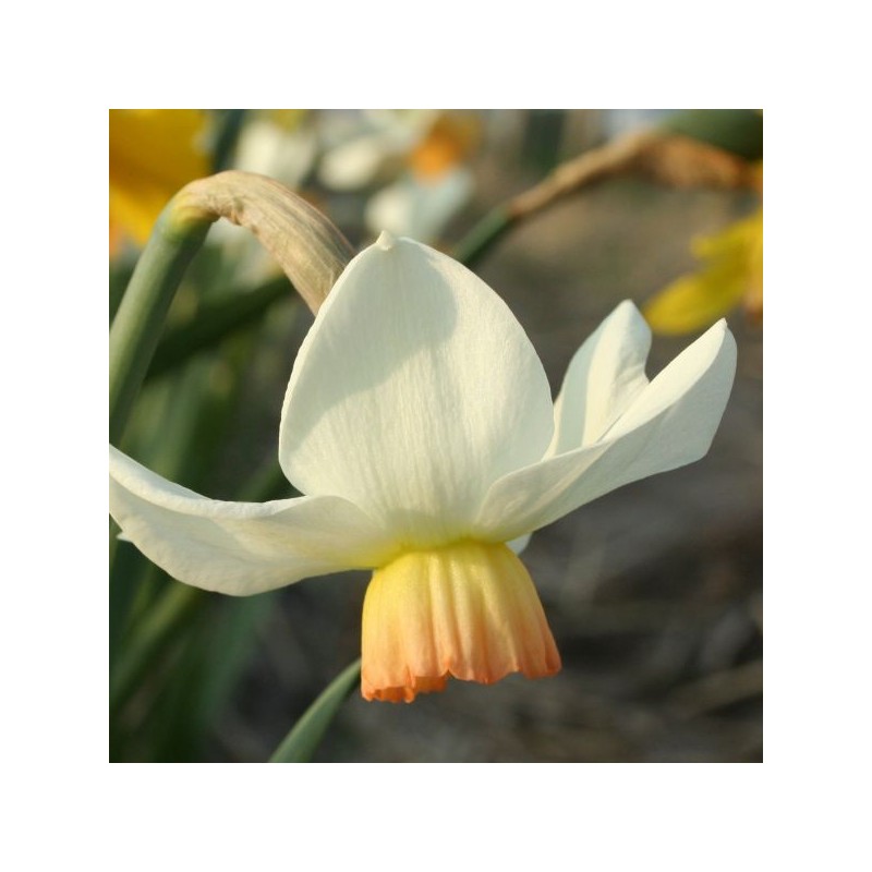 Narcissus 'Elizabeth Ann' Narcissus 'Elizabeth Ann'