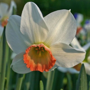 Narcissus 'Elizabeth Ann' Narcissus 'Elizabeth Ann'