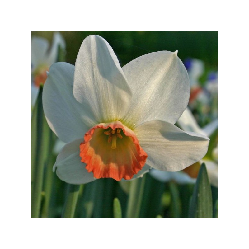 Narcissus 'Elizabeth Ann' Narcissus 'Elizabeth Ann'