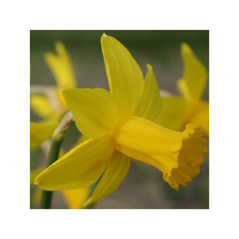 Narcissus 'Amwell Lady' Narcissus 'Amwell Lady'