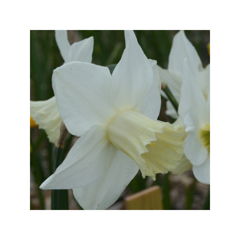 Narcissus 'Frostkist' Narcissus 'Frostkist'