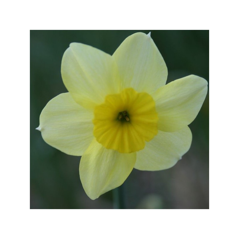 Narcissus 'Rikki' Narcissus 'Rikki'