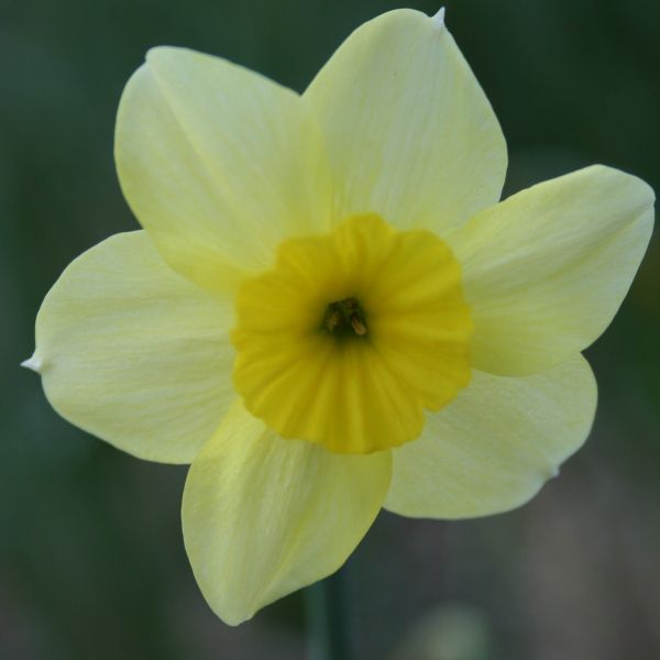 Narcissus 'Rikki'