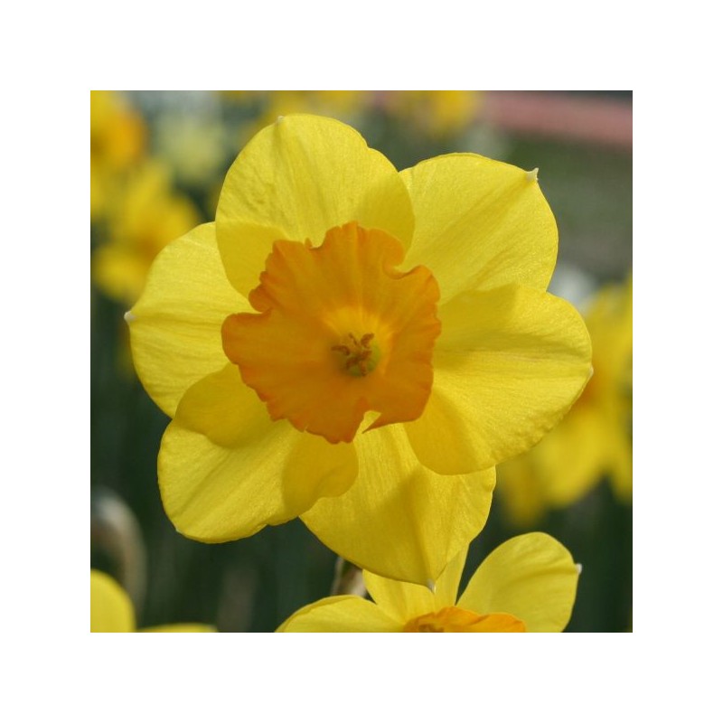 Narcissus 'Walton' Narcissus 'Walton'
