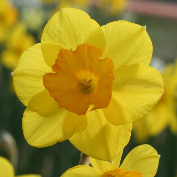 Narcissus 'Walton' 