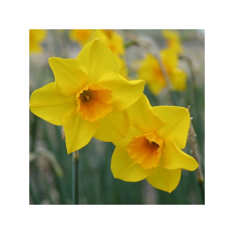 Narcissus 'Wheal Coates' Narcissus 'Wheal Coates'