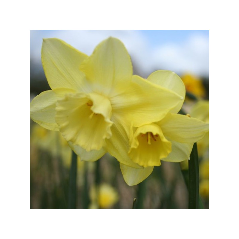 Narcissus 'Chat' 