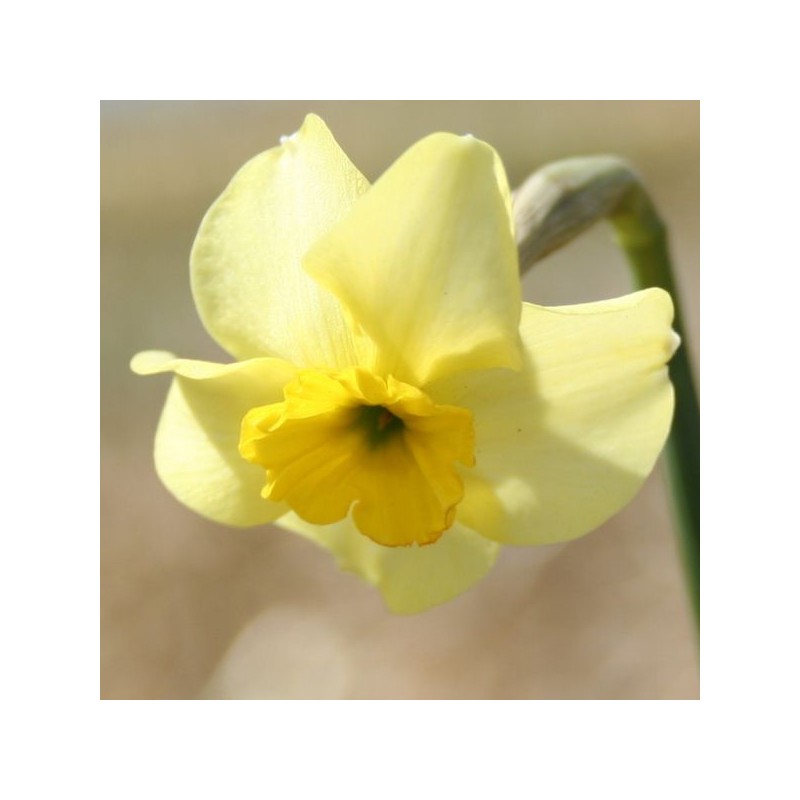 Narcissus 'Clare' Narcissus 'Clare'