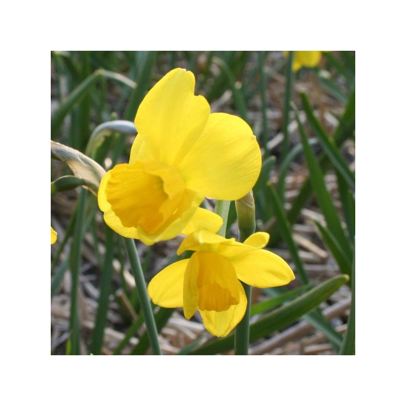 Narcissus 'Flycatcher' Narcissus 'Flycatcher'