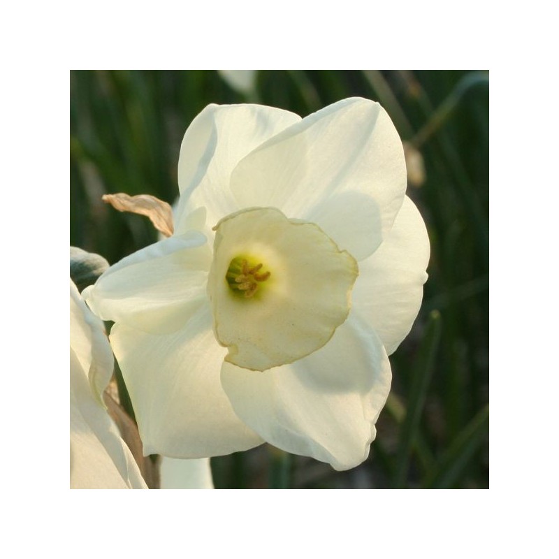 Narcissus 'Fruitcup' Narcissus 'Fruitcup'