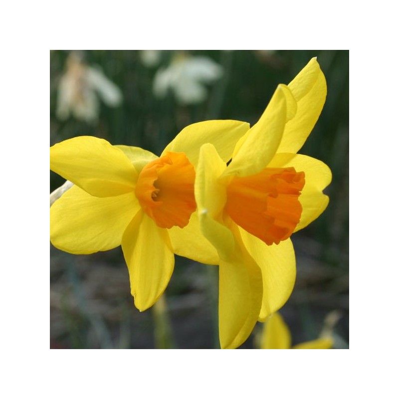 Narcissus 'Kinglet' Narcissus 'Kinglet'