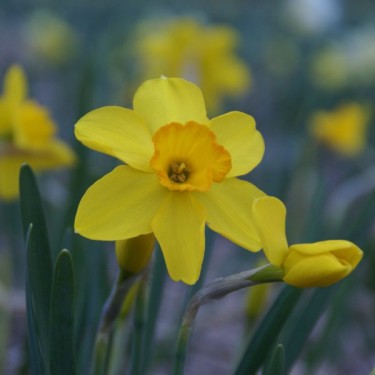 Narcissus 'Kinglet' Narcissus 'Kinglet'