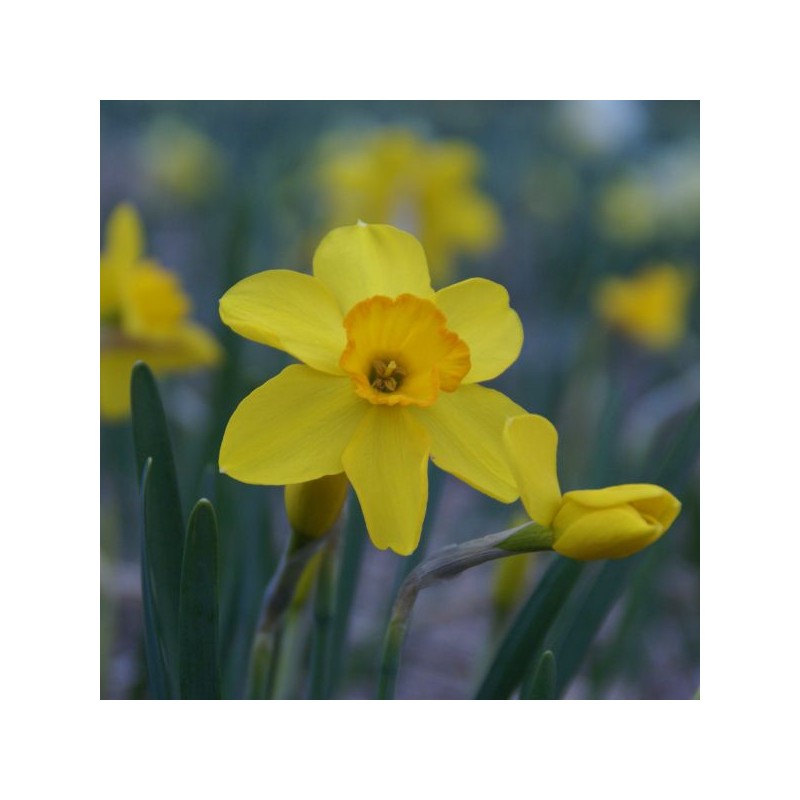 Narcissus 'Kinglet' Narcissus 'Kinglet'
