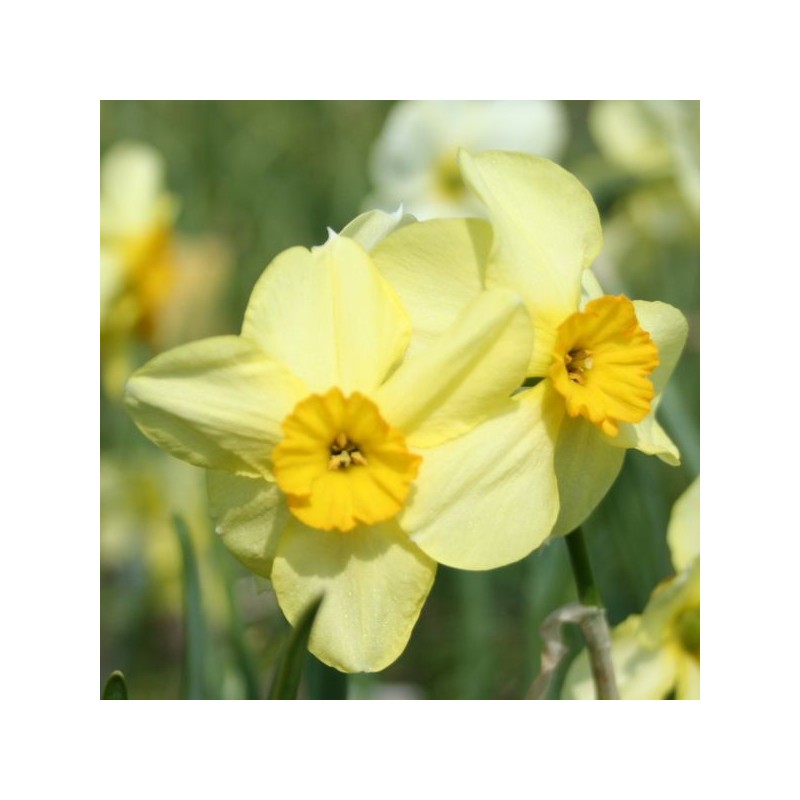 Narcissus 'Bobbysoxer' Narcissus 'Bobbysoxer'