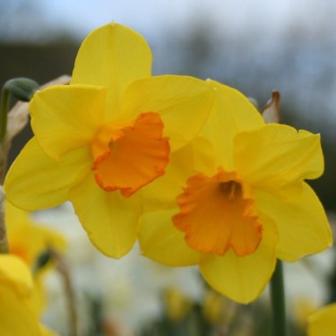 Narcissus 'Whipcord'