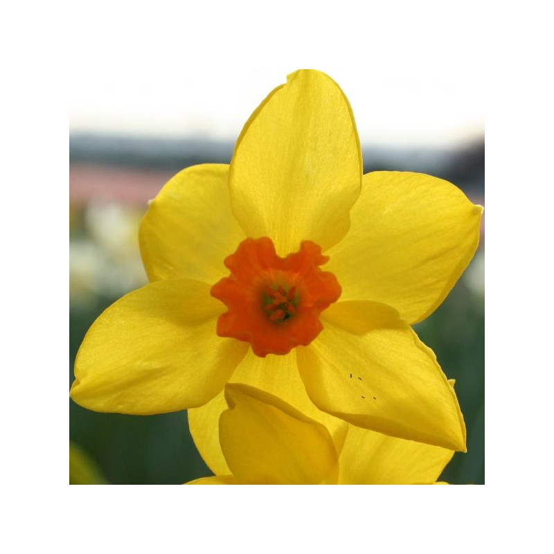 Narcissus 'Bunting'