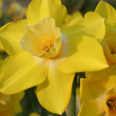 Narcissus 'Life'