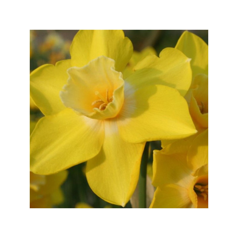 Narcissus 'Life' Narcissus 'Life'