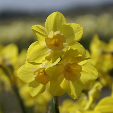 Narcissus 'Life' Narcissus 'Life'