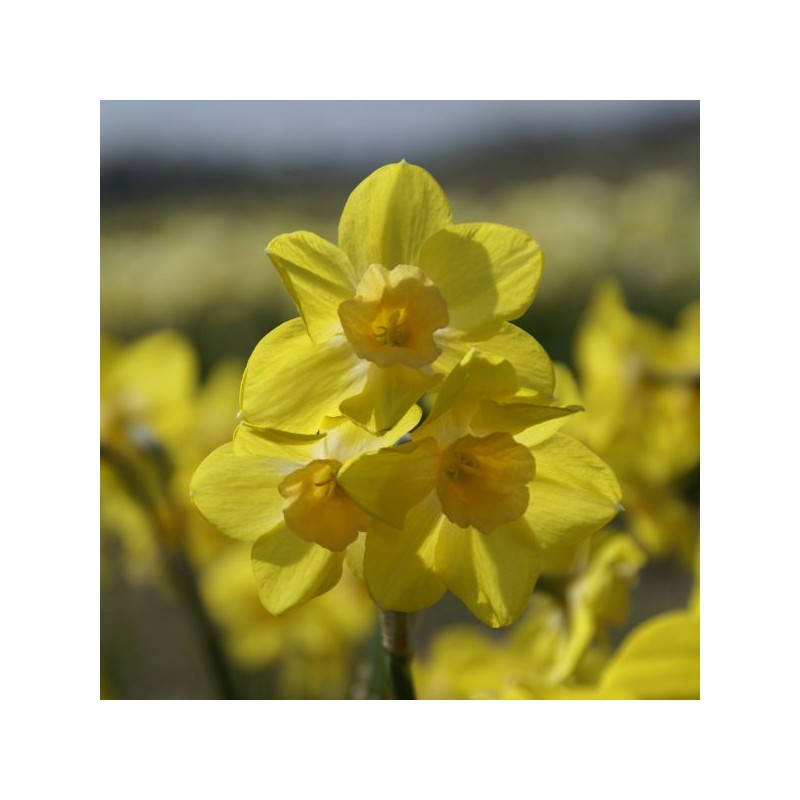 Narcissus 'Life' Narcissus 'Life'