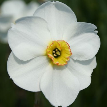 Narcissus 'Blissland' Narcissus 'Blissland'