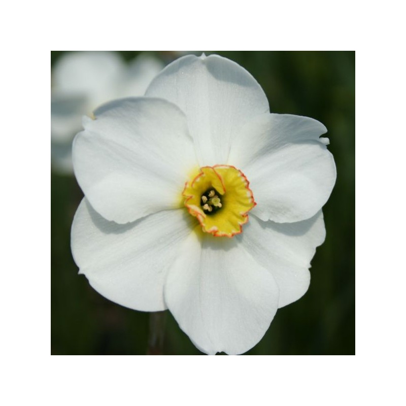 Narcissus 'Blissland' Narcissus 'Blissland'