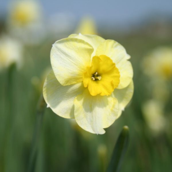 Narcissus 'Bebop'