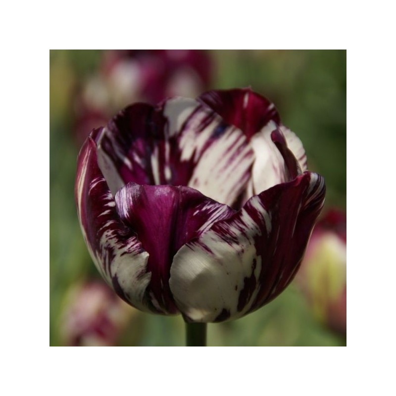 Tulipa 'Adonis' Tulipa 'Adonis'