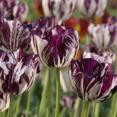 Tulipa 'Adonis' Tulipa 'Adonis'