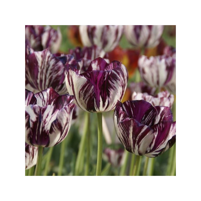 Tulipa 'Adonis' Tulipa 'Adonis'