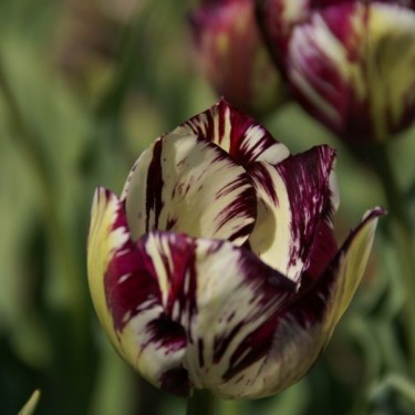 Tulipa 'Adonis' Tulipa 'Adonis'