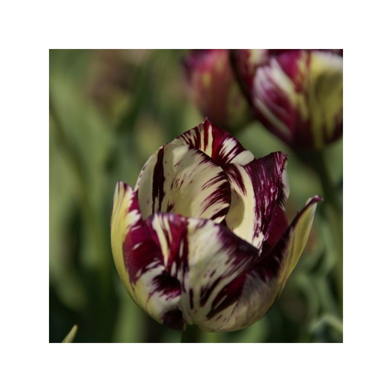 Tulipa 'Adonis' Tulipa 'Adonis'