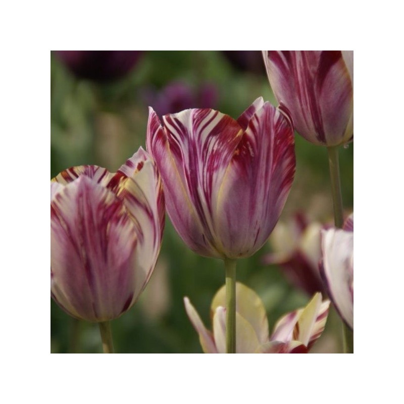 Tulipa 'Beauty of Bath' Tulipa 'Beauty of Bath'