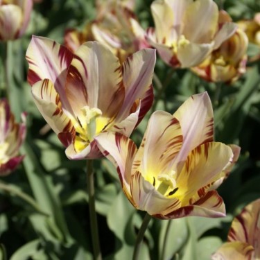 Tulipa 'Beauty of Bath' Tulipa 'Beauty of Bath'