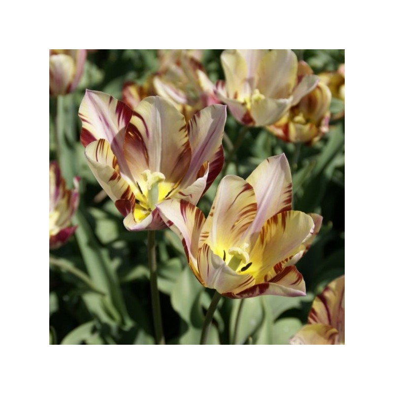 Tulipa 'Beauty of Bath' Tulipa 'Beauty of Bath'