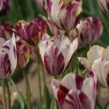 Tulipa 'Beauty of Bath' Tulipa 'Beauty of Bath'