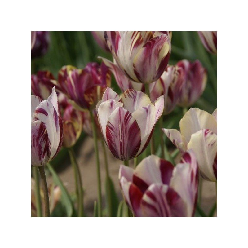 Tulipa 'Beauty of Bath' Tulipa 'Beauty of Bath'